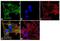 Microtubule Associated Protein Tau antibody, MA5-12808, Invitrogen Antibodies, Immunofluorescence image 