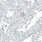 Integrin Subunit Alpha 5 antibody, AMAb91447, Atlas Antibodies, Immunohistochemistry frozen image 