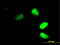 Protein FRG1 antibody, LS-C197245, Lifespan Biosciences, Immunofluorescence image 