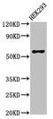Recombining binding protein suppressor of hairless-like protein antibody, CSB-PA883361LA01HU, Cusabio, Western Blot image 