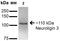 Neuroligin 3 antibody, orb151018, Biorbyt, Western Blot image 