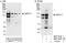 Zinc finger protein 217 antibody, NBP1-78189, Novus Biologicals, Western Blot image 