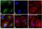 Rabbit IgG antibody, A-21206, Invitrogen Antibodies, Immunofluorescence image 