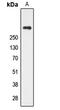 Cubilin antibody, GTX56130, GeneTex, Western Blot image 