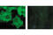 GST antibody, 2624S, Cell Signaling Technology, Immunofluorescence image 