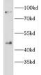 EF-hand calcium-binding domain-containing protein 4B antibody, FNab02655, FineTest, Western Blot image 