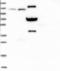 Leucine Carboxyl Methyltransferase 2 antibody, NBP1-82997, Novus Biologicals, Western Blot image 