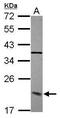 Dynactin Subunit 3 antibody, PA5-30437, Invitrogen Antibodies, Western Blot image 