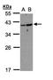 ADP Ribosylation Factor Like GTPase 14 antibody, TA309035, Origene, Western Blot image 