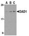 Defender Against Cell Death 1 antibody, SP2117P, Origene, Western Blot image 