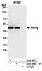 Homeobox protein NANOG antibody, A300-397A, Bethyl Labs, Immunoprecipitation image 
