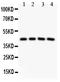 NAD-dependent deacetylase sirtuin-3, mitochondrial antibody, PB9161, Boster Biological Technology, Western Blot image 