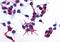 ERGIC And Golgi 3 antibody, orb318967, Biorbyt, Immunocytochemistry image 