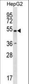 RING finger protein 38 antibody, LS-C162660, Lifespan Biosciences, Western Blot image 