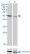 HNF-4-alpha antibody, LS-C197427, Lifespan Biosciences, Western Blot image 