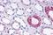 G Protein-Coupled Receptor 108 antibody, NBP1-02350, Novus Biologicals, Immunohistochemistry paraffin image 