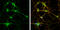 Dihydropyrimidinase Like 2 antibody, GTX113420, GeneTex, Immunofluorescence image 