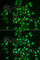 Ligand Of Numb-Protein X 1 antibody, A6481, ABclonal Technology, Immunofluorescence image 
