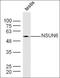 Cholinergic Receptor Nicotinic Alpha 7 Subunit antibody, orb312180, Biorbyt, Western Blot image 