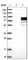 Proline Rich Mitotic Checkpoint Control Factor antibody, HPA019463, Atlas Antibodies, Western Blot image 