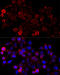 Lysine Acetyltransferase 7 antibody, 19-882, ProSci, Immunofluorescence image 