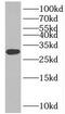 Insulin Induced Gene 2 antibody, FNab04334, FineTest, Western Blot image 