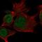 C15orf65 antibody, HPA067189, Atlas Antibodies, Immunofluorescence image 