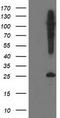 Synaptosome Associated Protein 25 antibody, CF502838, Origene, Western Blot image 