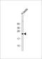 H2B Histone Family Member W, Testis Specific antibody, 58-632, ProSci, Western Blot image 