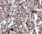 Potassium Channel Tetramerization Domain Containing 15 antibody, 5085, ProSci, Immunohistochemistry paraffin image 