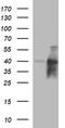 Uracil Phosphoribosyltransferase Homolog antibody, LS-C338237, Lifespan Biosciences, Western Blot image 