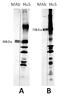 Sideroflexin 1 antibody, TA352902L, Origene, Western Blot image 