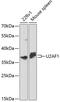 U2 Small Nuclear RNA Auxiliary Factor 1 antibody, 13-665, ProSci, Western Blot image 