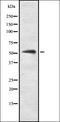 Golgi-associated PDZ and coiled-coil motif-containing protein antibody, orb336992, Biorbyt, Western Blot image 