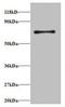 Ribosomal Protein S18 antibody, orb239079, Biorbyt, Western Blot image 