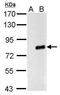 Influenza A Virus PA antibody, PA5-32224, Invitrogen Antibodies, Western Blot image 