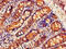 Solute Carrier Family 5 Member 1 antibody, CSB-PA021675LA01HU, Cusabio, Immunohistochemistry frozen image 