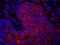 Eukaryotic Translation Elongation Factor 1 Gamma antibody, IHC-00457, Bethyl Labs, Immunohistochemistry paraffin image 