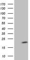 Nuclear nucleic acid-binding protein C1D antibody, TA810458S, Origene, Western Blot image 