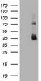 CD2 Molecule antibody, TA800655, Origene, Western Blot image 