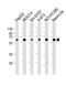 Cholinergic Receptor Nicotinic Alpha 4 Subunit antibody, M02230, Boster Biological Technology, Western Blot image 