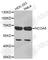 Nuclear Receptor Coactivator 5 antibody, A3476, ABclonal Technology, Western Blot image 