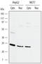 DNA-binding protein inhibitor ID-1 antibody, AF4377, R&D Systems, Western Blot image 