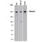 PLXND1 antibody, AF4160, R&D Systems, Western Blot image 