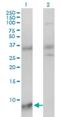 Small Nuclear Ribonucleoprotein Polypeptide G antibody, H00006637-M01, Novus Biologicals, Western Blot image 