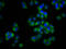 Multiple C2 And Transmembrane Domain Containing 2 antibody, LS-C680838, Lifespan Biosciences, Immunofluorescence image 