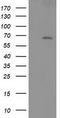 SH2B adapter protein 3 antibody, CF502764, Origene, Western Blot image 