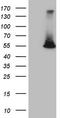 Estrogen Related Receptor Alpha antibody, TA808635S, Origene, Western Blot image 