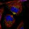 Sorting nexin-1 antibody, HPA047373, Atlas Antibodies, Immunocytochemistry image 