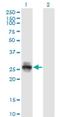 Kallikrein Related Peptidase 4 antibody, H00009622-M09, Novus Biologicals, Western Blot image 